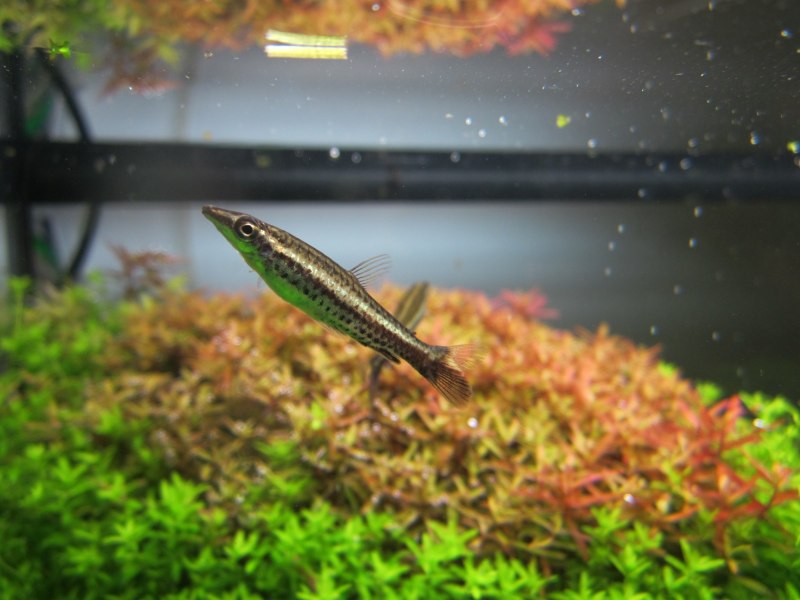 Пецилобрикон Nannostomus eques