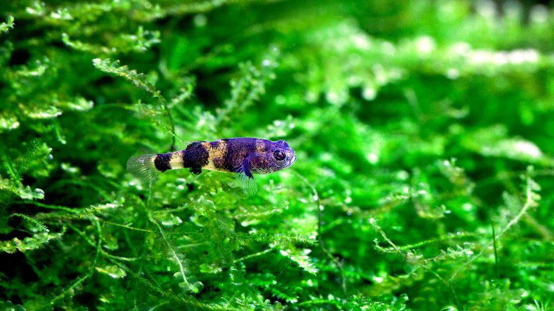 Брахигобиус - Brachygobius xanthozona