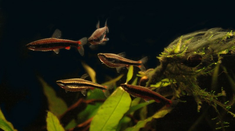 Нанностомус красный Мортенталера