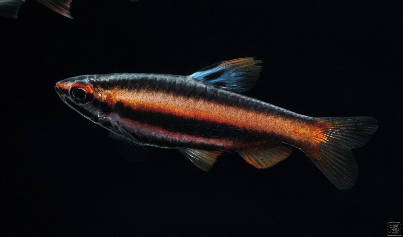 Nannostomus rubrocaudatus