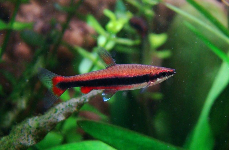 Rasbora urophthalmoides