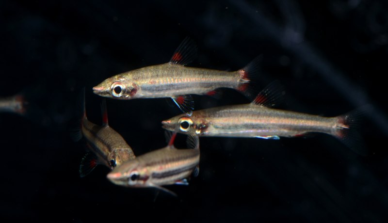 Отоцинклюс аффинис Otocinclus affinis