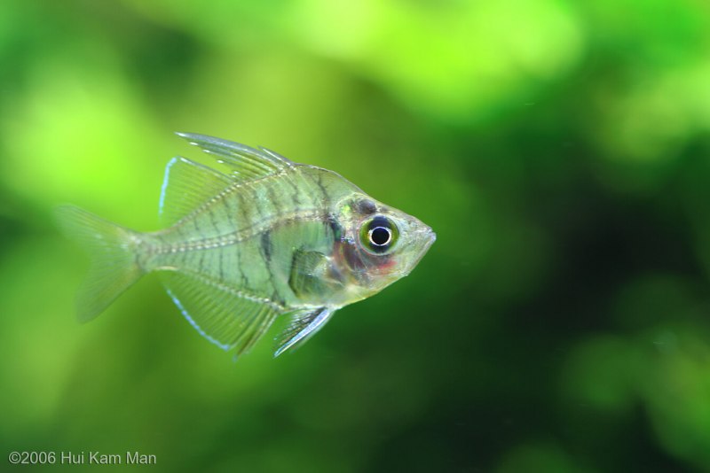 Попондетта Фурката (Pseudomugil furcatus)