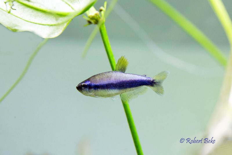 Hyphessobrycon columbianus