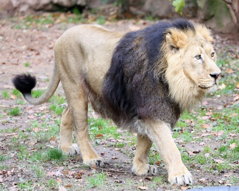 Panthera Leo persica
