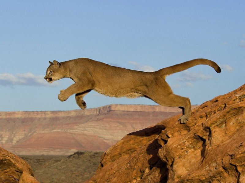 Lion Сенегальский Лев