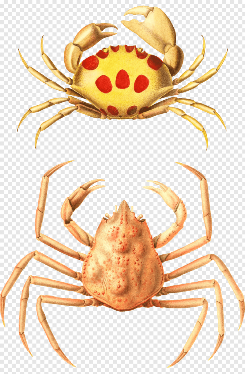 Thomisus onustus паук