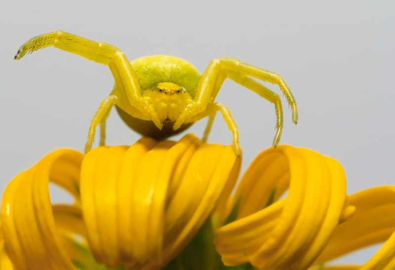 Decapoda Brachyura Крабы