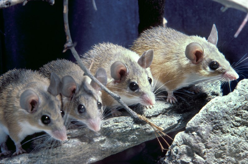 Мышь Apodemus uralensis
