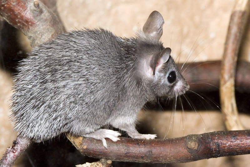 Acomys cahirinus