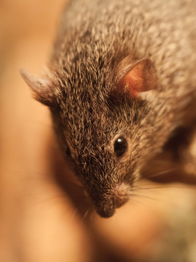 Acomys cahirinus