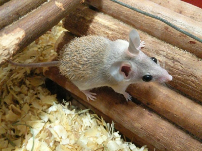 Египетская иглистая мышь