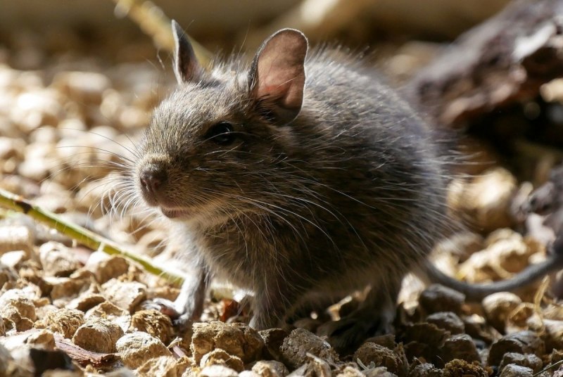 Mus musculus домовая мышь