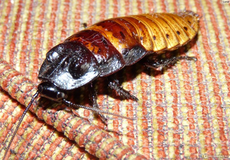 Магаданский таракан (68 фото)
