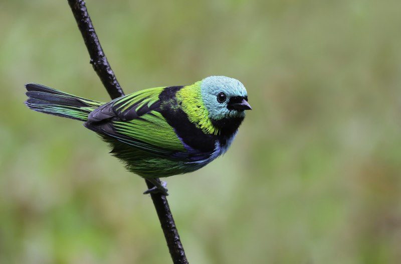 Tangara Chilensis