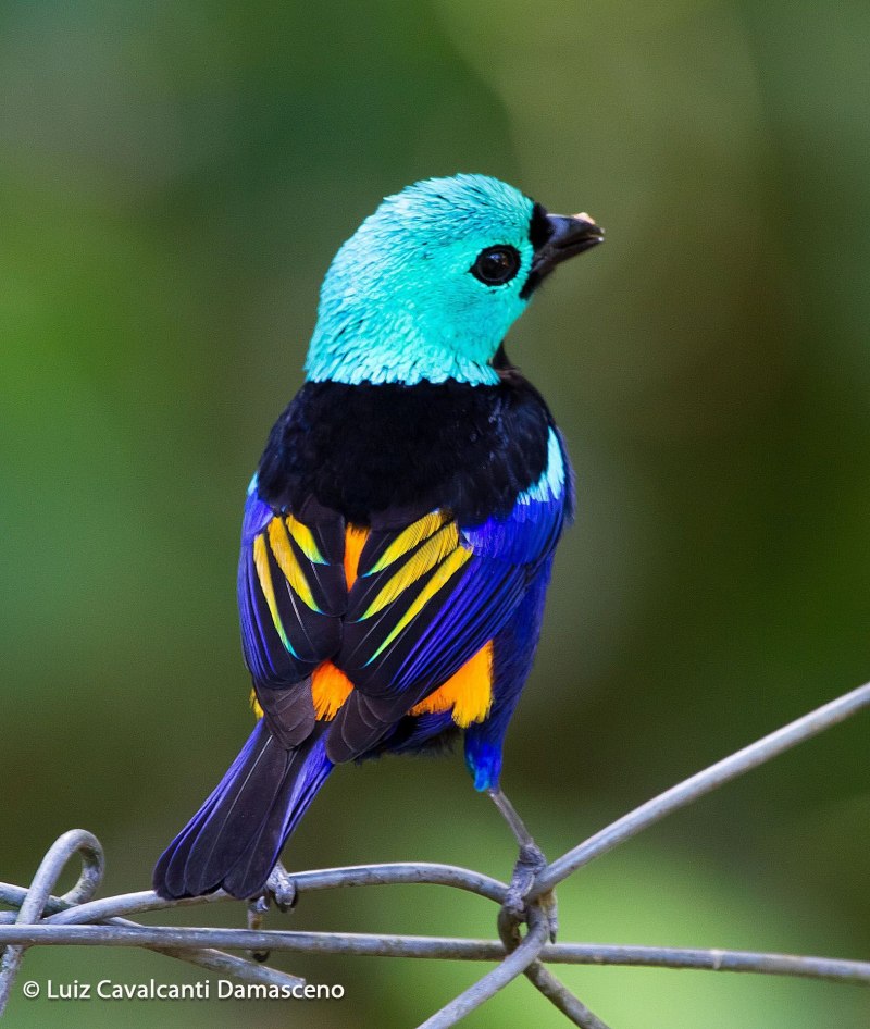 Chlorochrysa nitidissima
