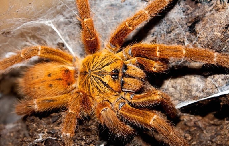 Pterinochilus murinus