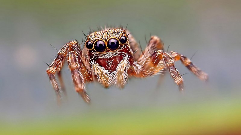 Araneus marmoreus оранжевый