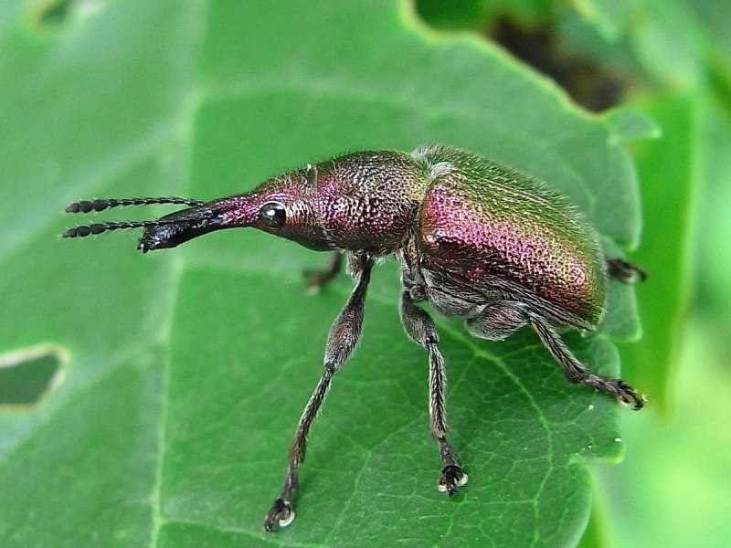 Curculionidae Groesse