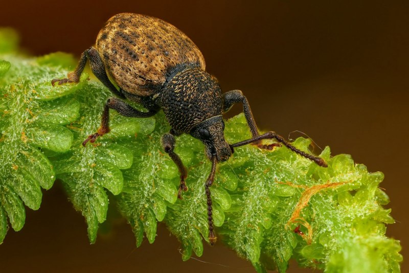 Mononychus olecranus
