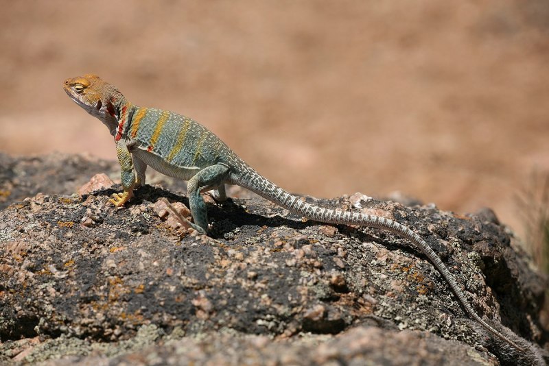 Varanus griseus Konieczny caspius griseus