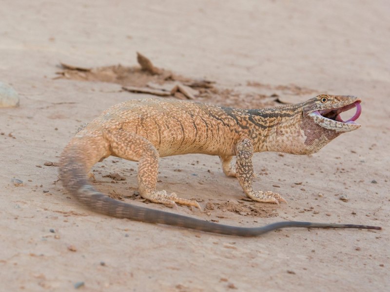 Varanus griseus