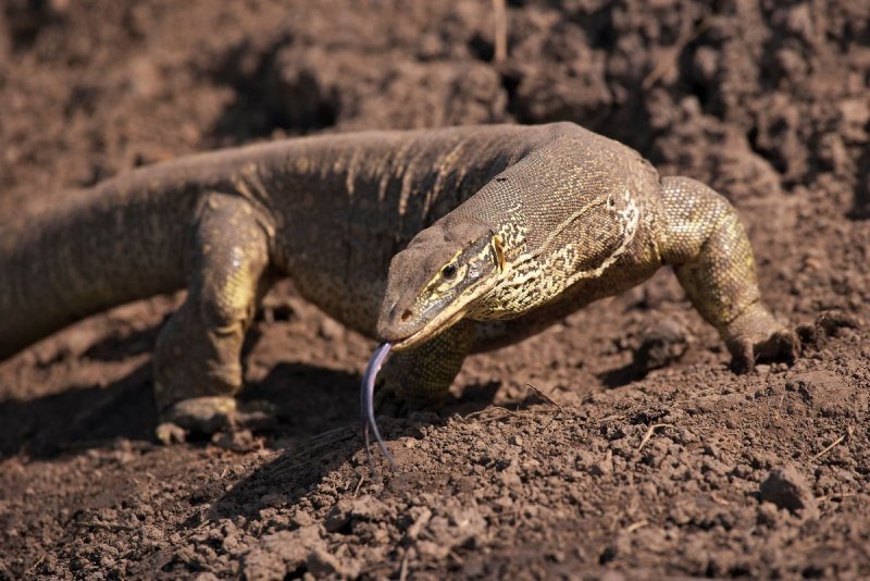 Varanus niloticus