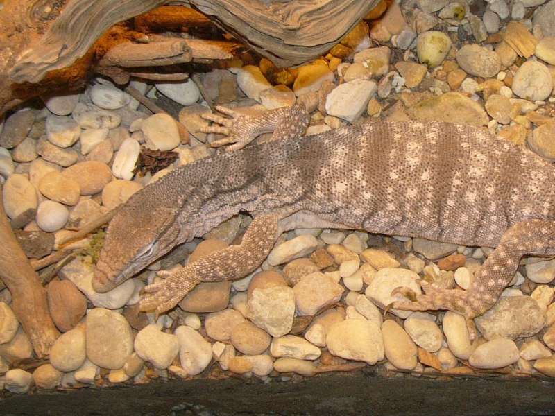 Varanus griseus – серый Варан