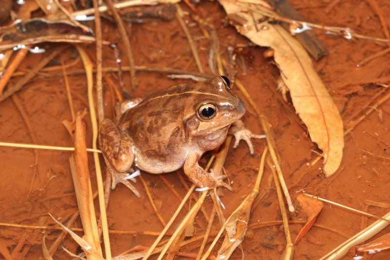 Пустынная жаба (64 фото)