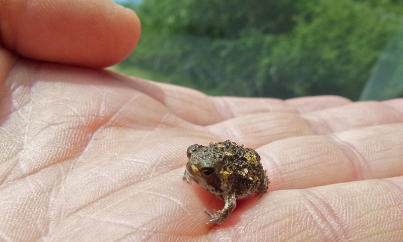 Scaphiopus couchii