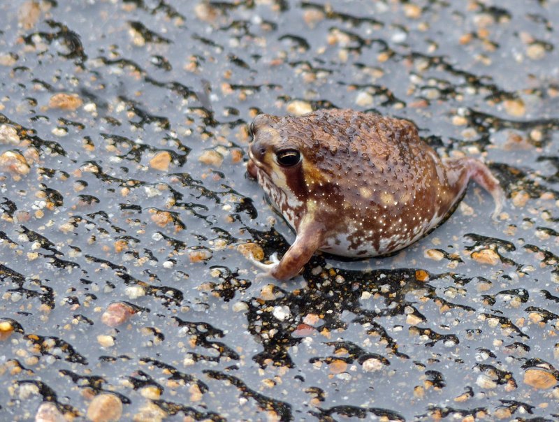 Жаба Bufo superciliaris