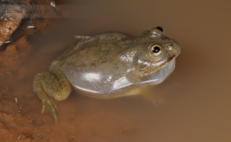 Капский узкорот