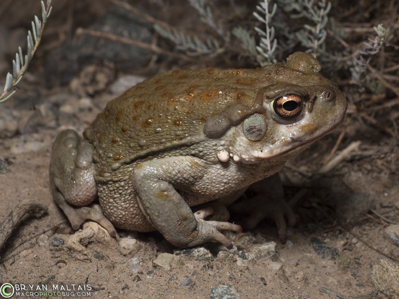 Sonoran Desert toad
