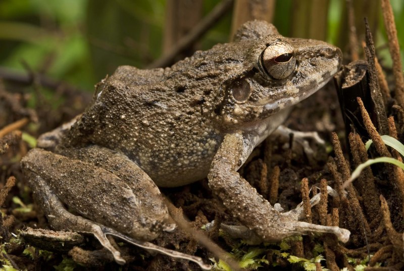 Лягушка (Gastrotheca Fitzgerald)