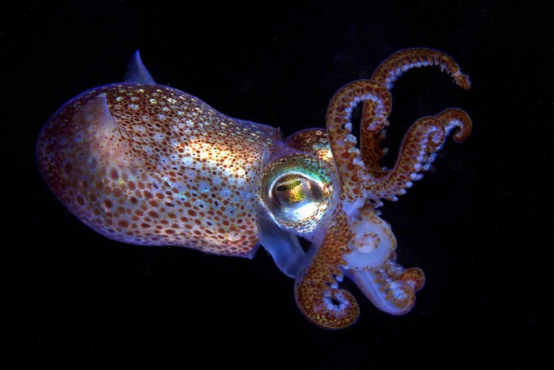 Биолюминесцентный осьминог / stauroteuthis syrtensis