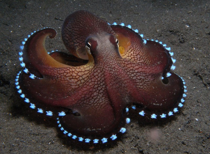 Amphioctopus marginatus