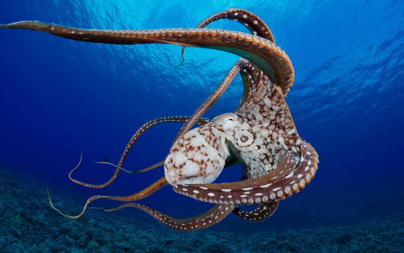Морские головоногие моллюски