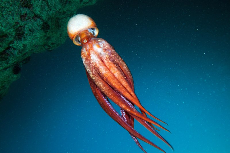 Морские головоногие моллюски