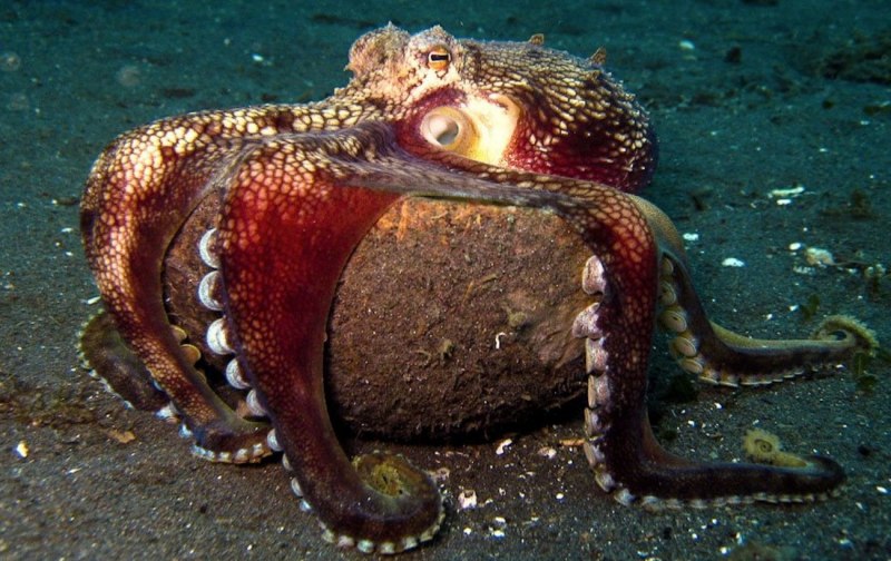 Кокосовый осьминог (Coconut Octopus)