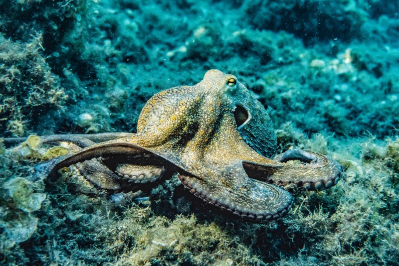 Осьминог Средиземного моря