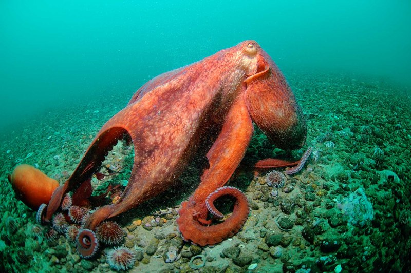 Морские головоногие моллюски