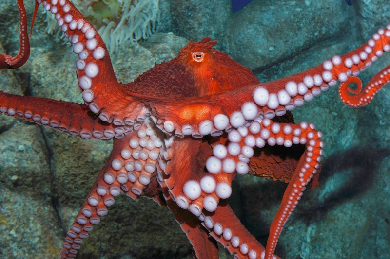 Гигантский осьминог (Enteroctopus dofleini)
