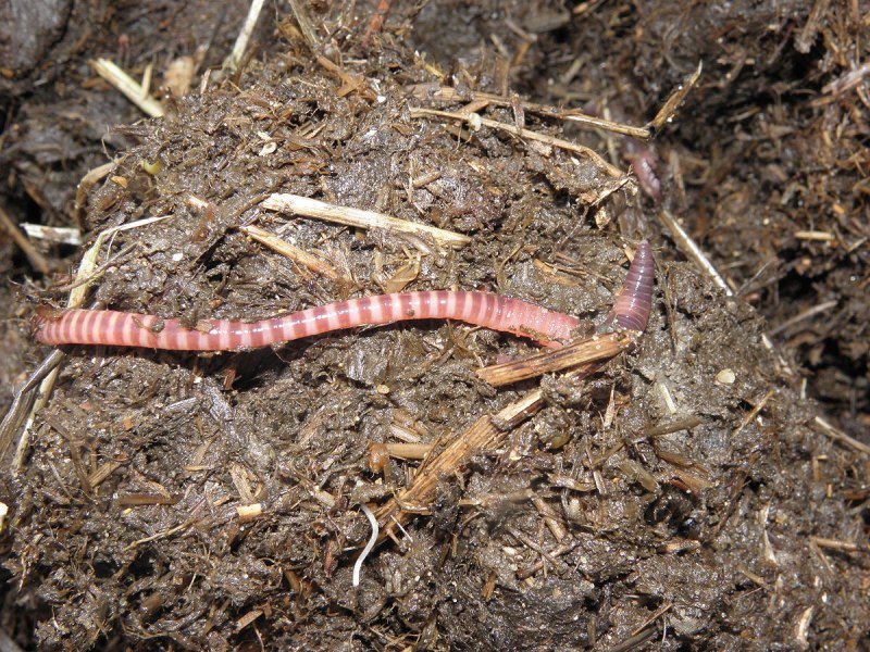Червь Земляной (Lumbricus terrestris)
