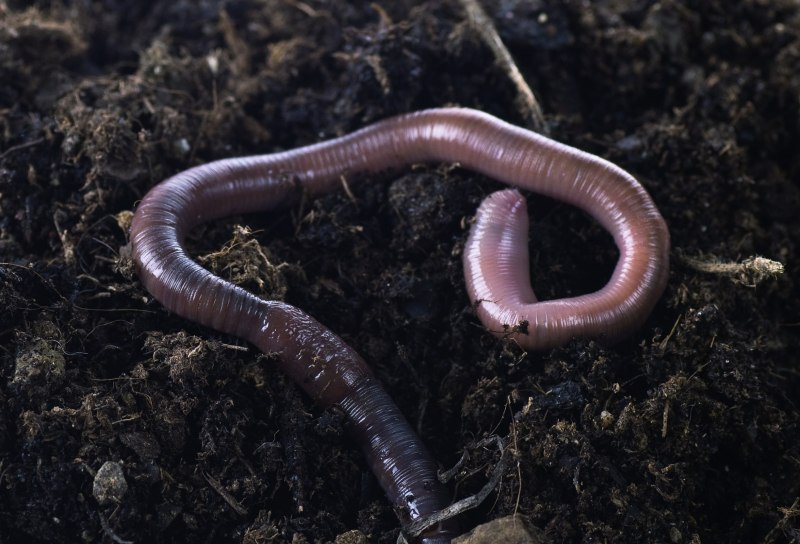 Красный червь (Lumbricus rubellus