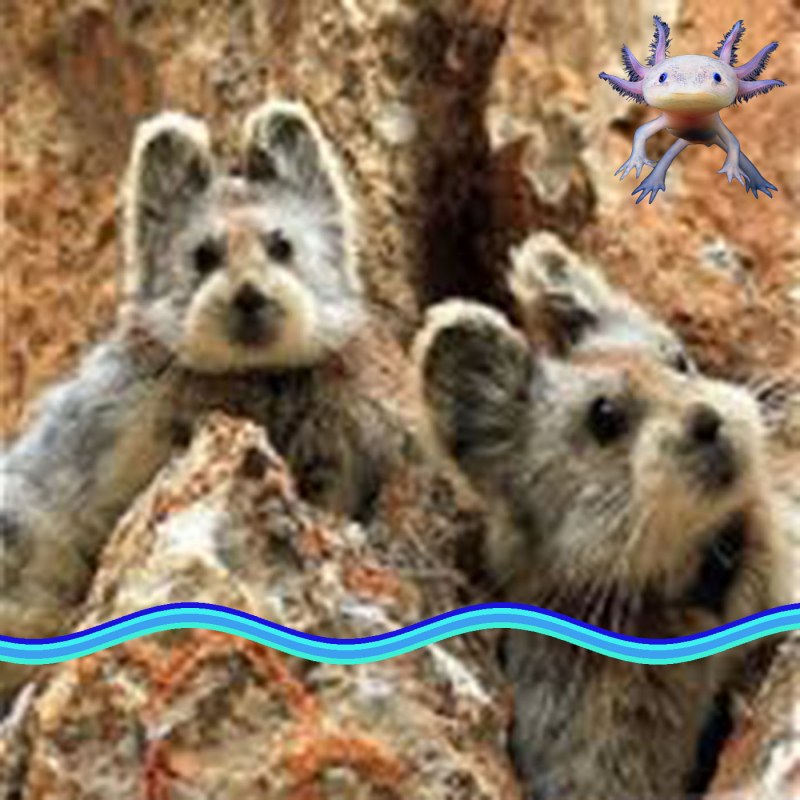Ili Pika (Илийская пищуха)