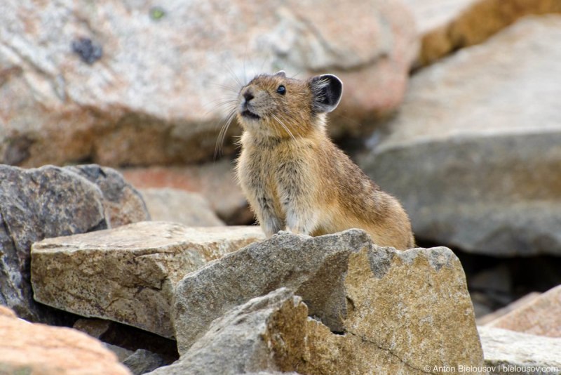 Ili Pika (Илийская пищуха)