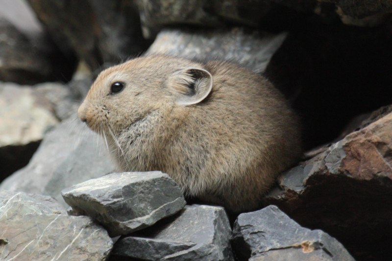 Ili Pika (Илийская пищуха)