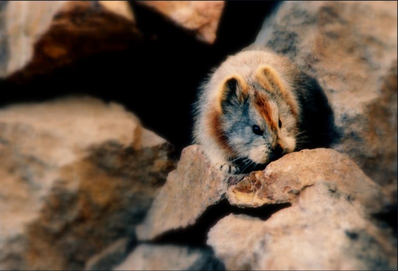 Ili Pika (Илийская пищуха)