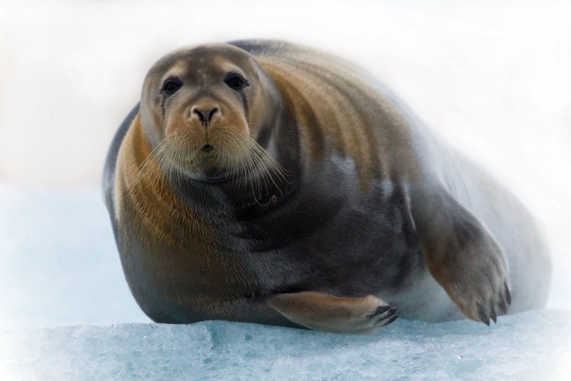 Калифорнийский морской Лев Zalophus californianus