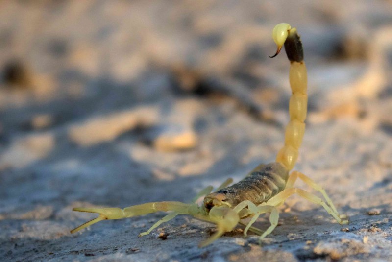 Скорпион Leiurus quinquestriatus